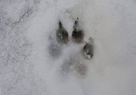 pet care winter