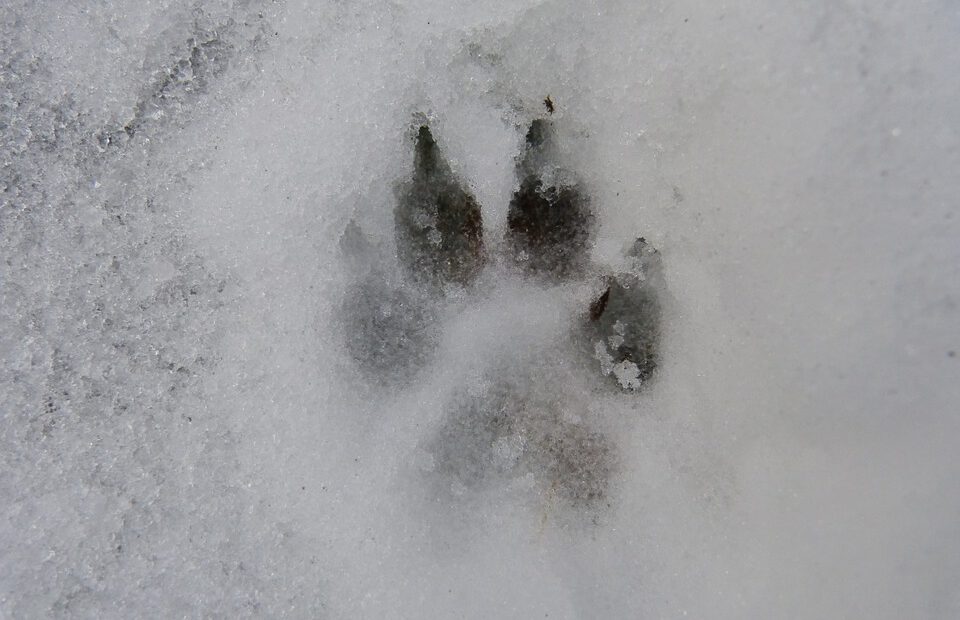 pet care winter