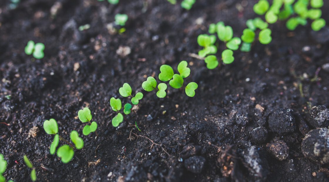 potting soil, starting seeds indoors, organic seed starting mix, growing tomatoes