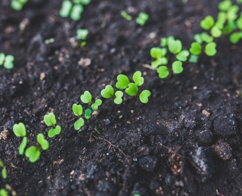 potting soil, starting seeds indoors, organic seed starting mix, growing tomatoes