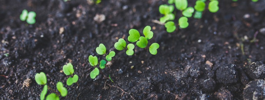 potting soil, starting seeds indoors, organic seed starting mix, growing tomatoes