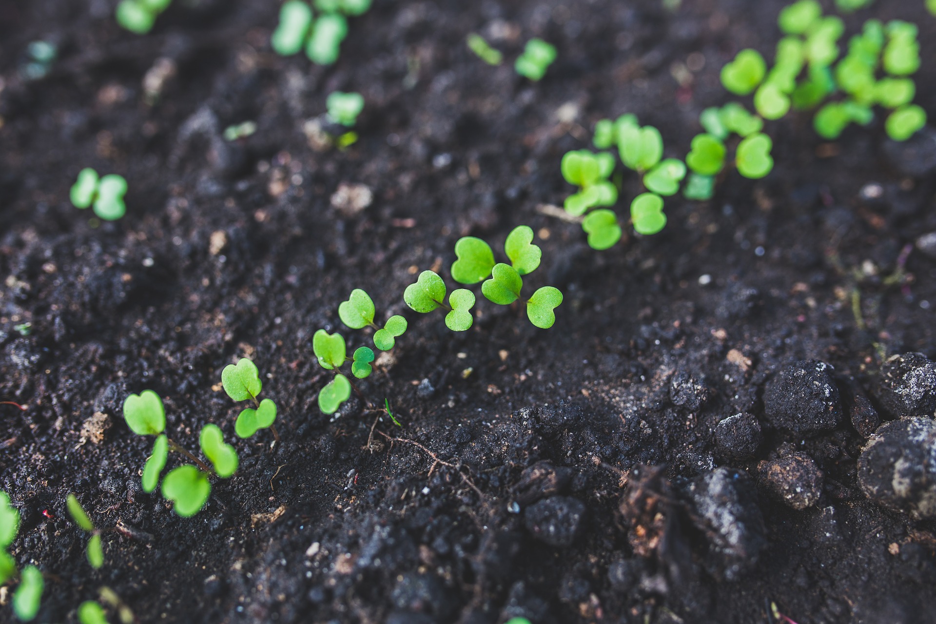 Starting now means you’ll be planting seedlings outside in just 4 […] 