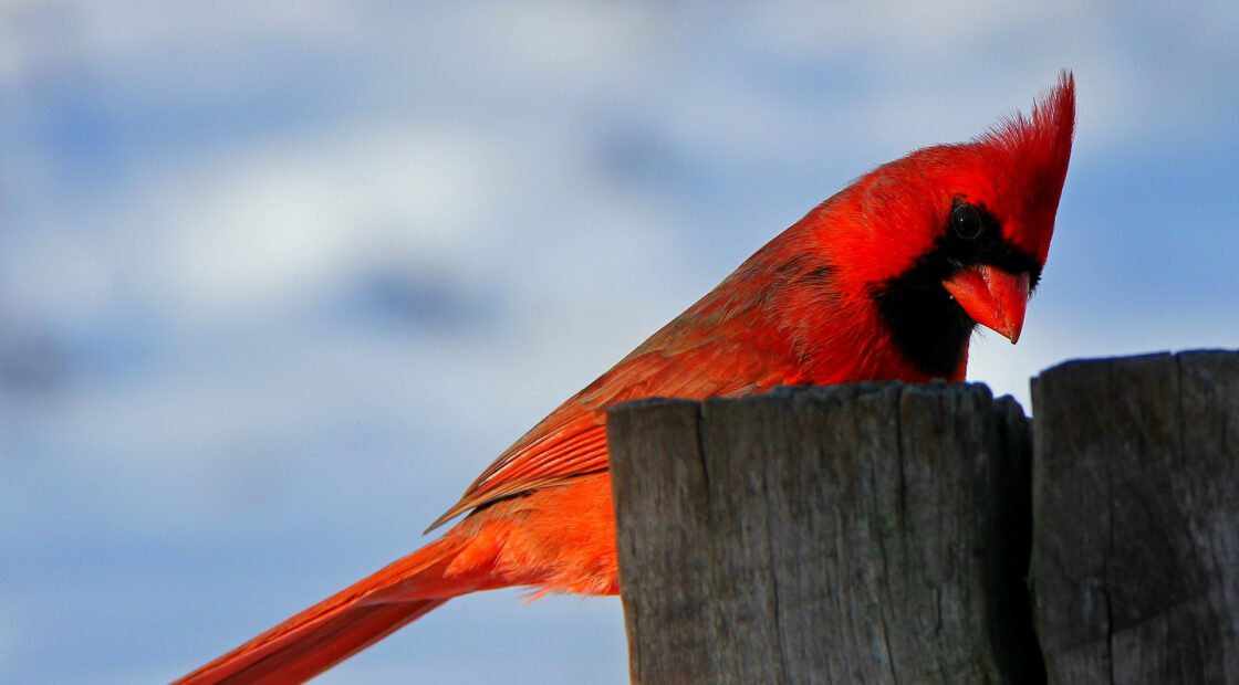 winter bird feeding, attract birds to garden, garden for pollinators