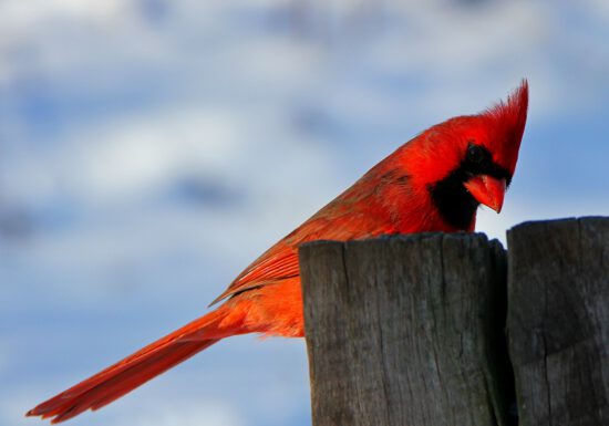 winter bird feeding, attract birds to garden, garden for pollinators