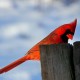 winter bird feeding, attract birds to garden, garden for pollinators