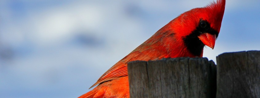 winter bird feeding, attract birds to garden, garden for pollinators