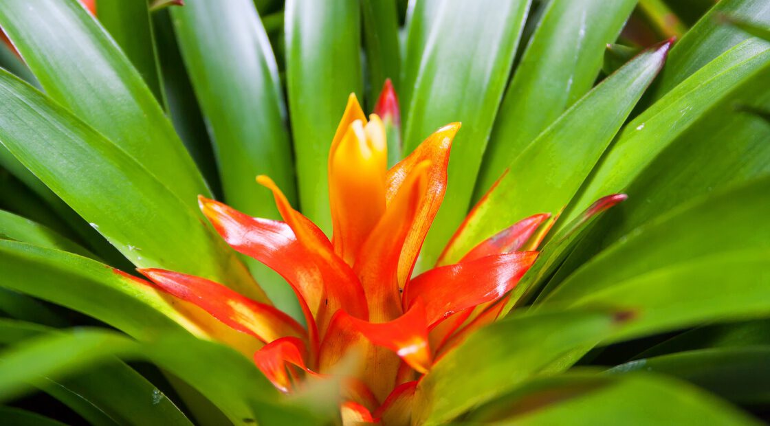 houseplant care, potting soil, indoor plants