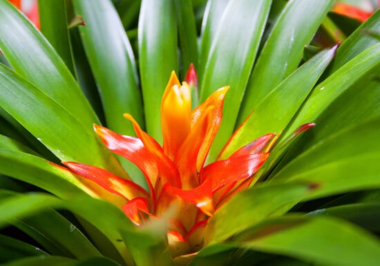 houseplant care, potting soil, indoor plants