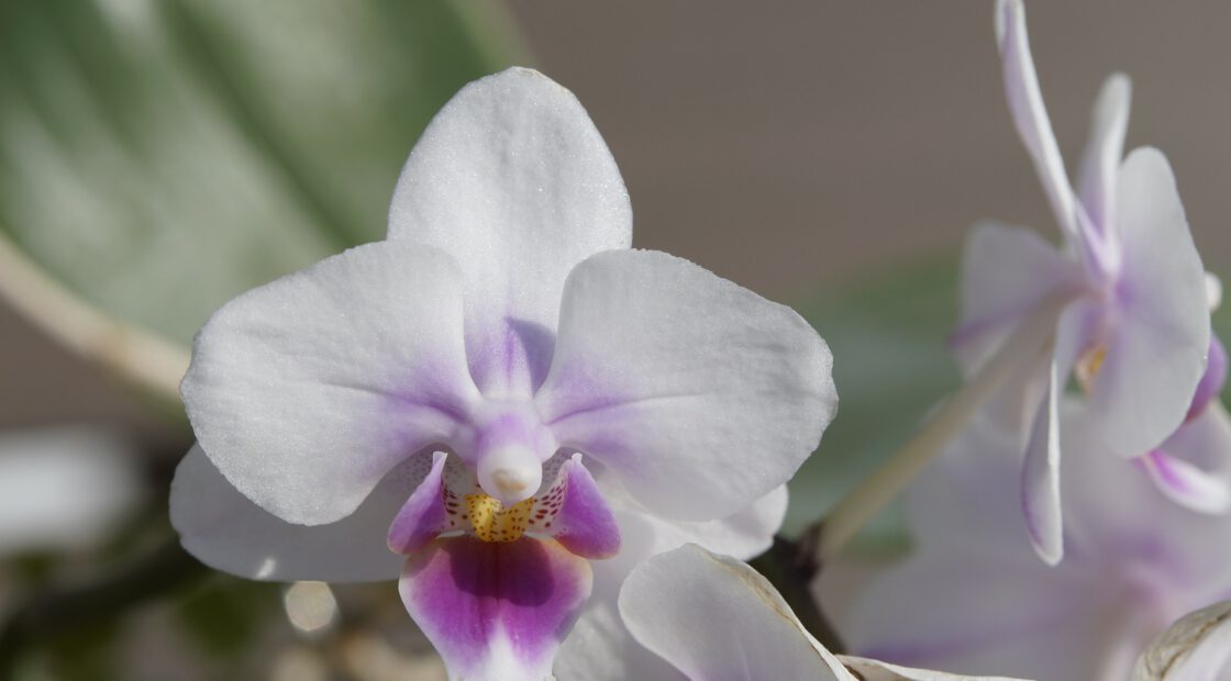 valentine orchid, houseplant care, potting soil, indoor plants