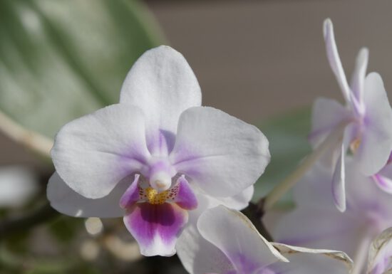 valentine orchid, houseplant care, potting soil, indoor plants