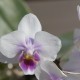 valentine orchid, houseplant care, potting soil, indoor plants