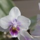 valentine orchid, houseplant care, potting soil, indoor plants