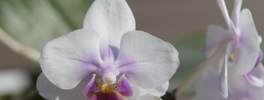 valentine orchid, houseplant care, potting soil, indoor plants