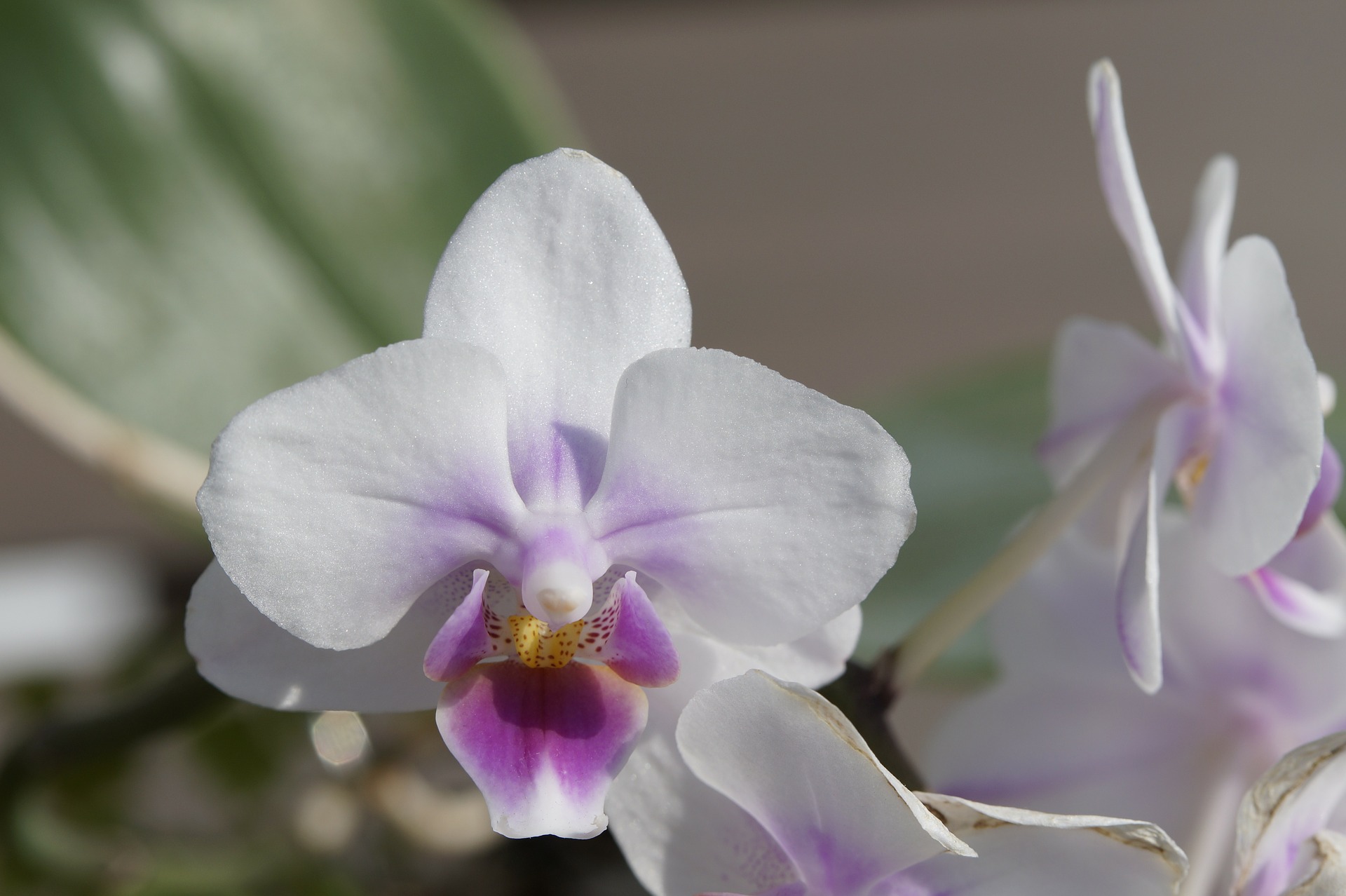 valentine orchid, houseplant care, potting soil, indoor plants