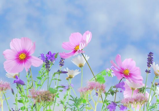 Plan Your Garden in 5 Easy Steps