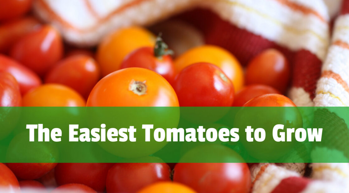 cherry tomatoes