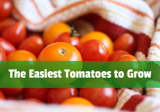 cherry tomatoes