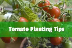 Growing Tomatoes | Espoma