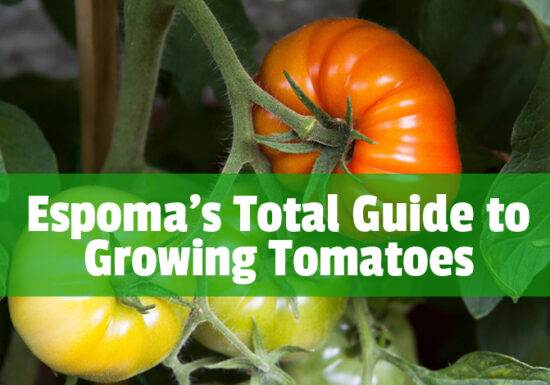 organic tomatoes