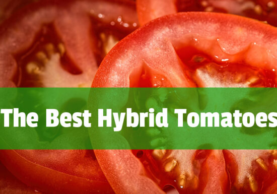 organic tomatoes