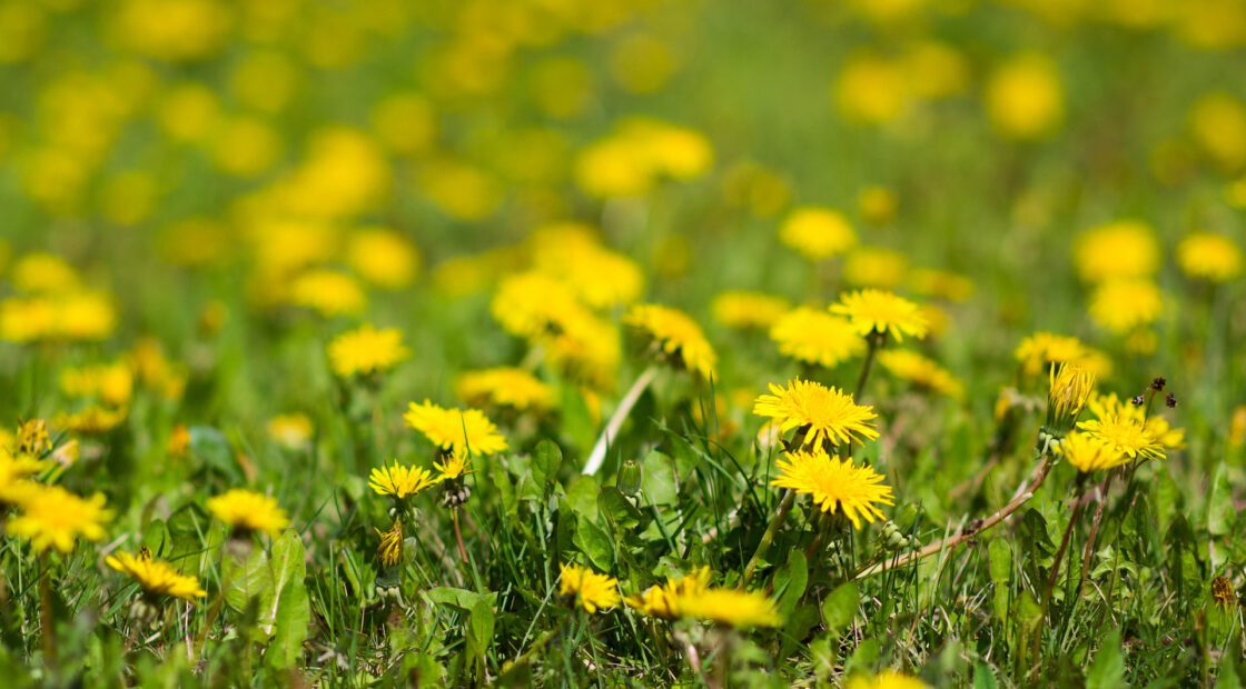 lawn care, organic gardening, compost tips, safe paws