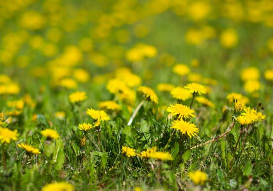 lawn care, organic gardening, compost tips, safe paws