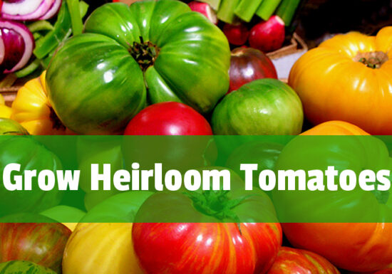 heirloom