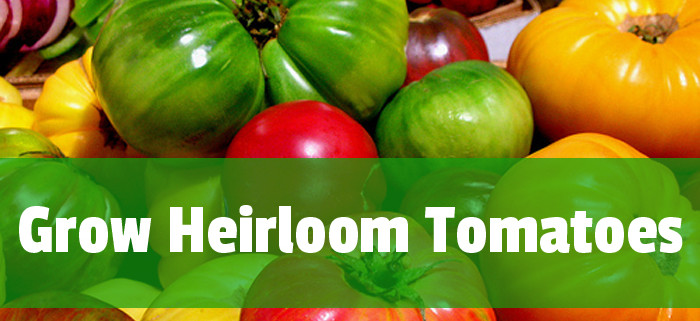 heirloom