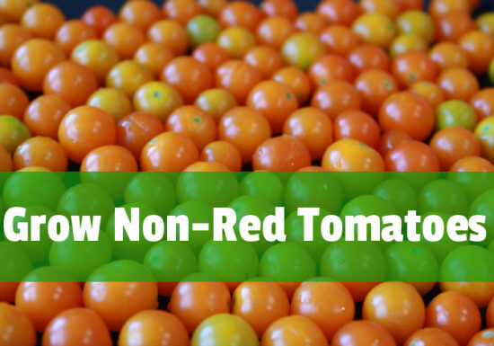 organic tomatoes
