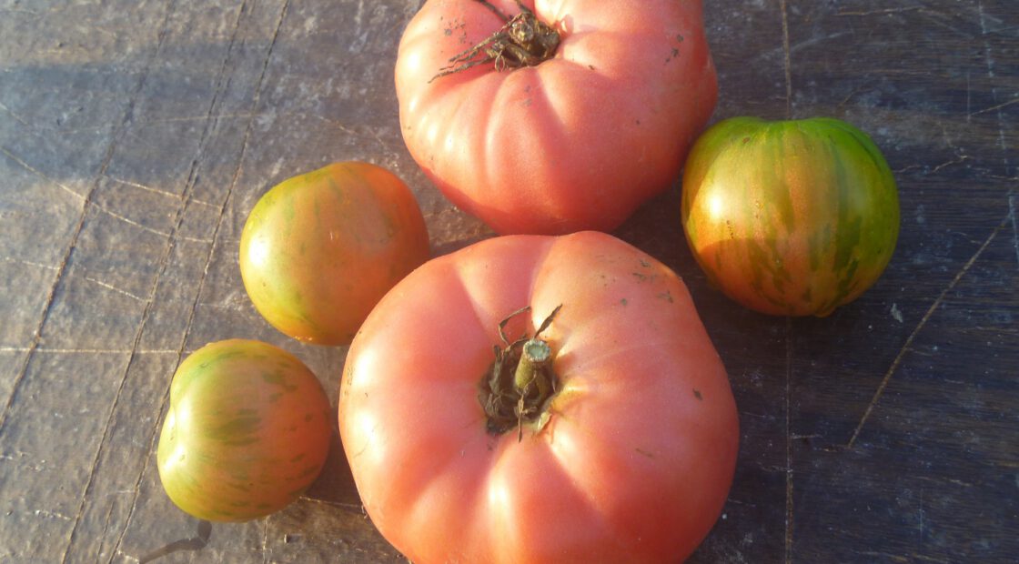 tomato-tone, growing tomatoes, organic gardening