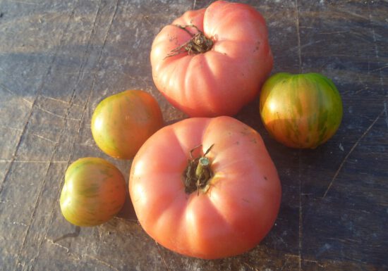 tomato-tone, growing tomatoes, organic gardening