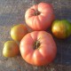 tomato-tone, growing tomatoes, organic gardening