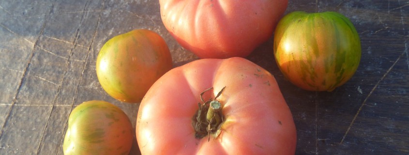 tomato-tone, growing tomatoes, organic gardening