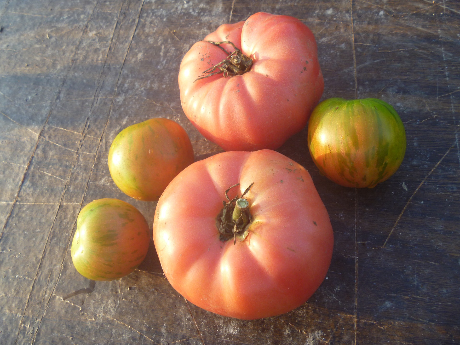 Fantastic-Tasting Pink Heirloom Tomatoes - FineGardening