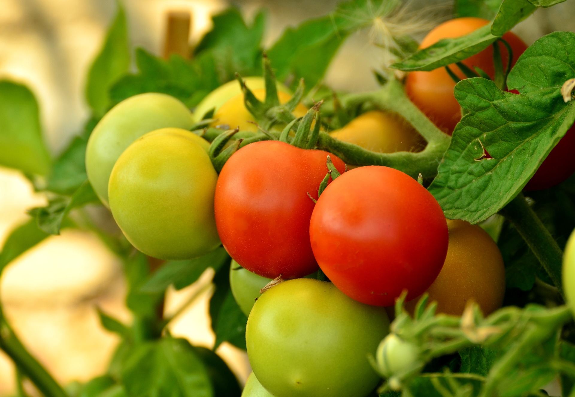 tomato-tone, growing tomatoes, organic gardening