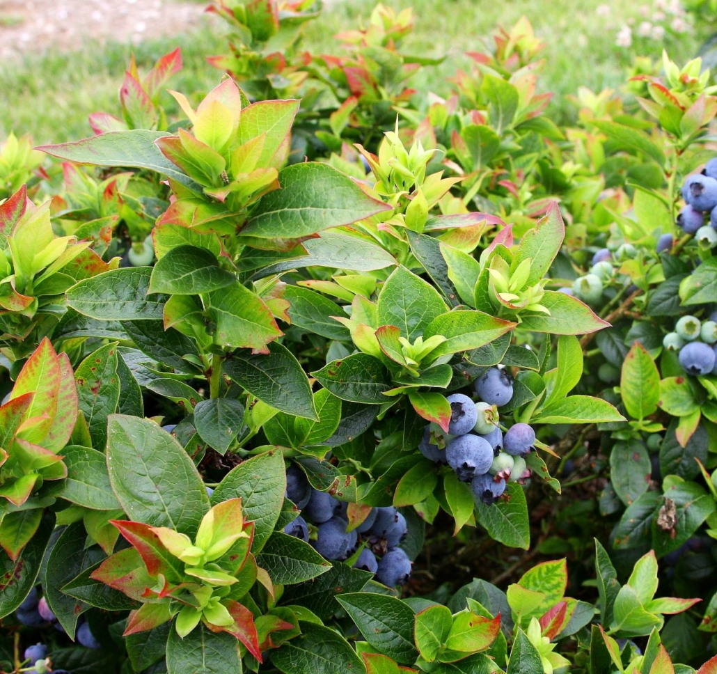 The Best Blueberries to Grow in Containers Espoma