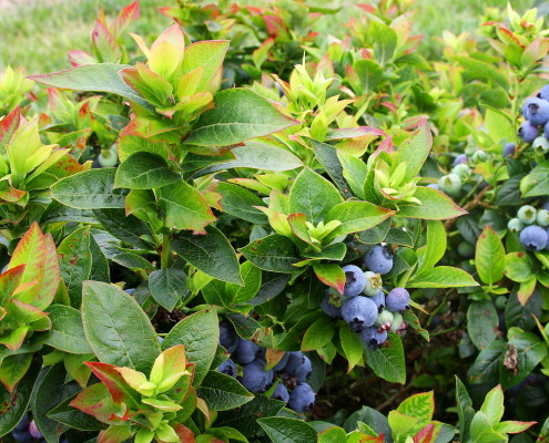 Brazelberries jelly bean, Espoma soil acidifier, Holly-tone, growing blueberries