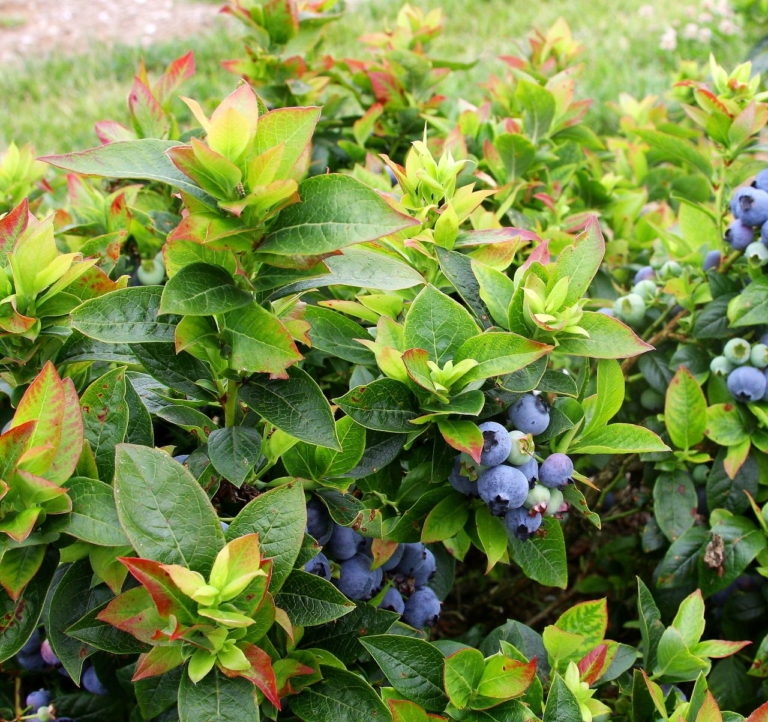The Best Blueberries to Grow in Containers Espoma