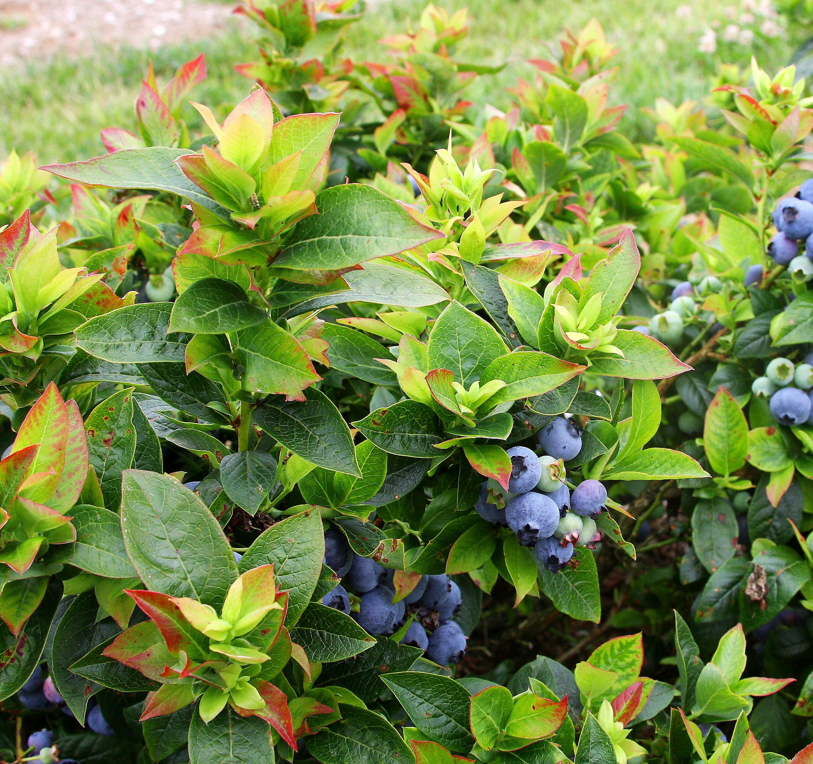 Brazelberries jelly bean, Espoma soil acidifier, Holly-tone, growing blueberries