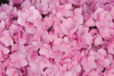 More is More: Hydrangeas that Bloom All Summer | Espoma
