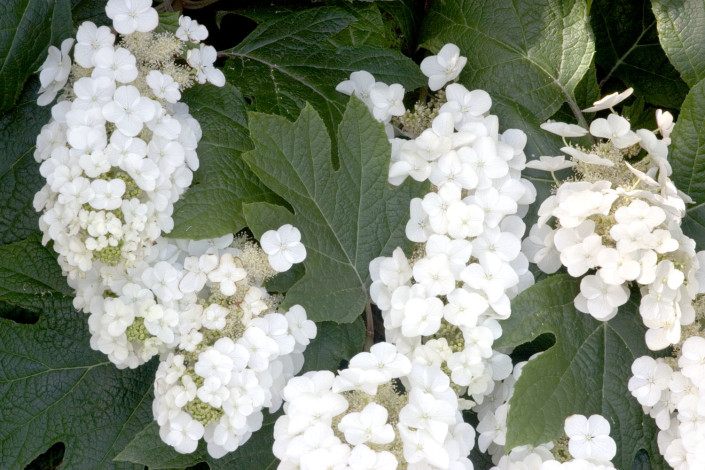 Best Hydrangeas for Beginners to Grow | Espoma