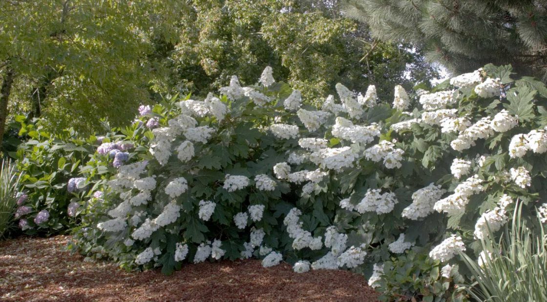hydrangea care, hydrangea color, growing hydrangas