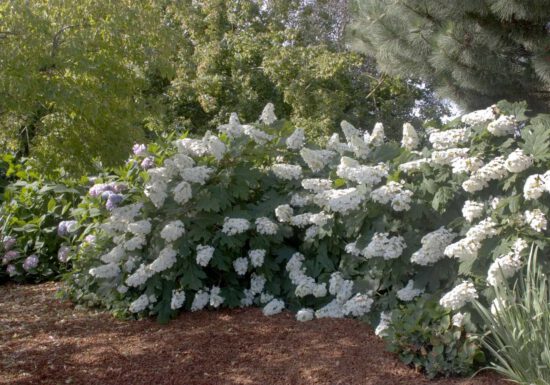 hydrangea care, hydrangea color, growing hydrangas