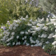 hydrangea care, hydrangea color, growing hydrangas