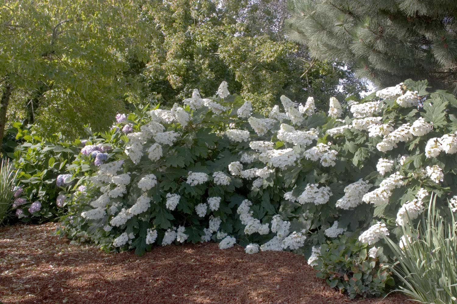 Dwarf Oakleaf Hydrangea Snowflake Cinemas 93