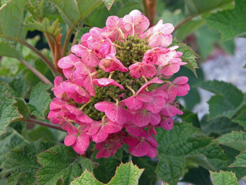 Easy Does It: Best Hydrangeas for Beginners to Grow - Espoma Organic