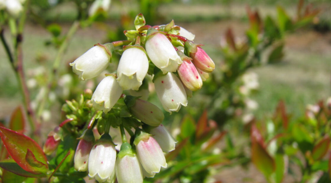 Espoma soil acidifier, Holly-tone, growing blueberries