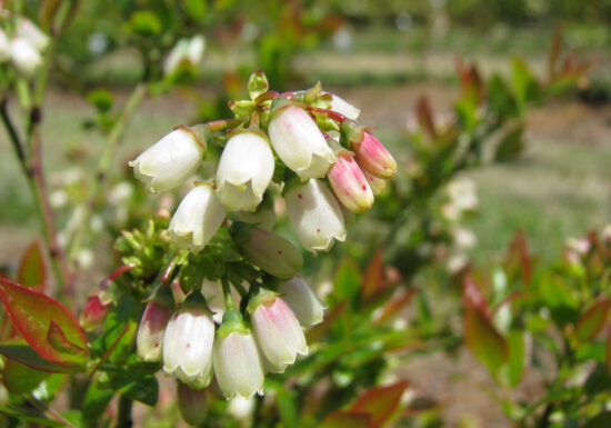 Espoma soil acidifier, Holly-tone, growing blueberries