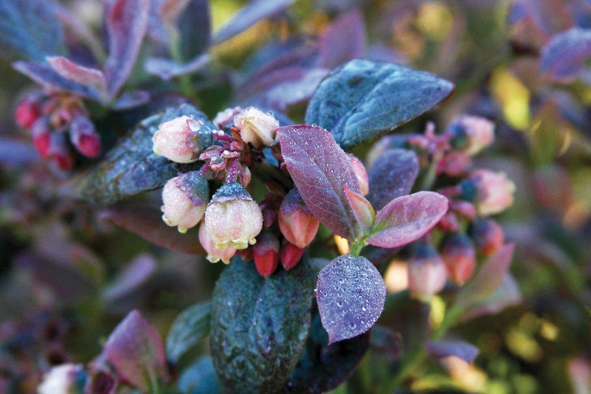 Espoma soil acidifier, Holly-tone, growing blueberries