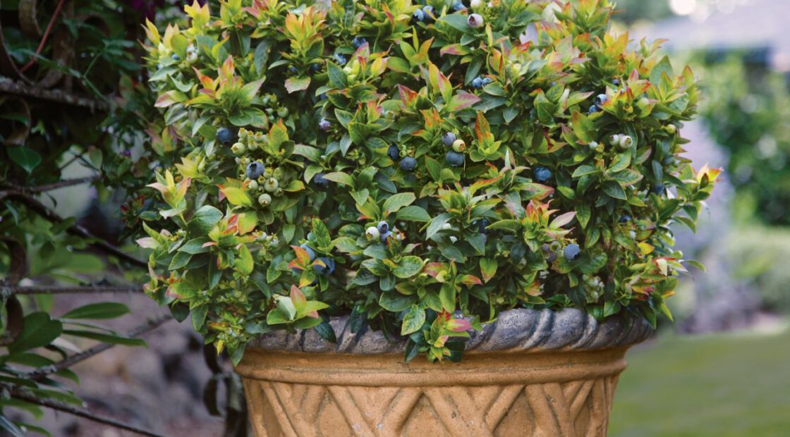 Espoma soil acidifier, Holly-tone, growing blueberries, BrazelBerries Jelly Bean